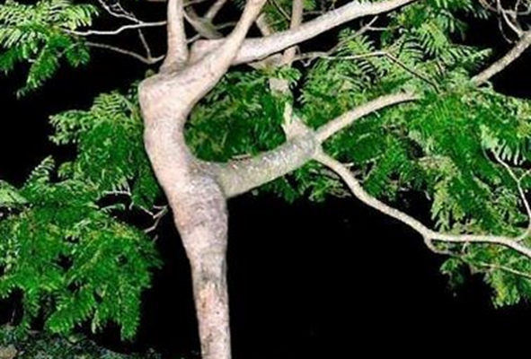 albero corpo